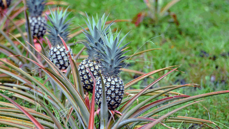 Exploring Maui’s Upcountry