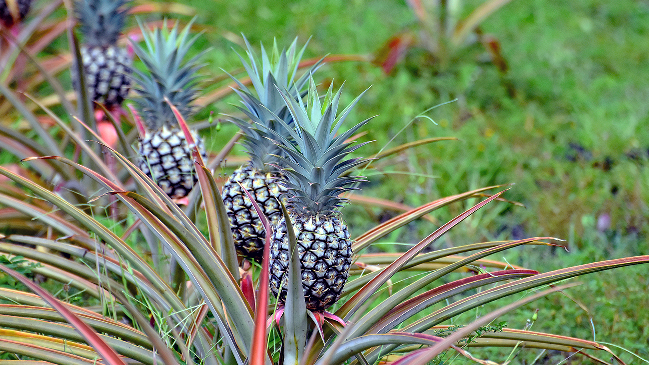 Exploring Maui’s Upcountry